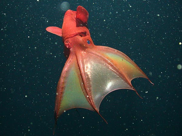 vampire-squid-found-to-eat-marine-snow-green-side_59704_600x450